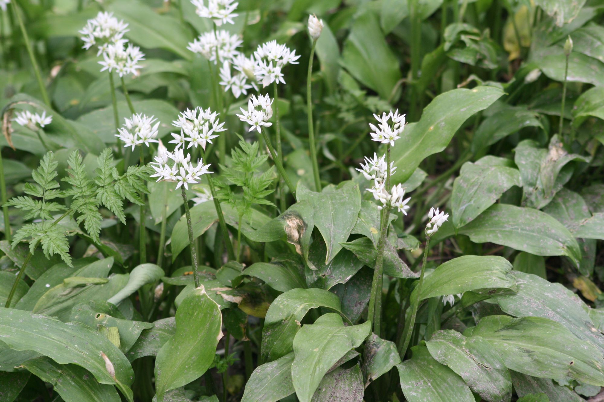 Bärlauch Allium ursinum