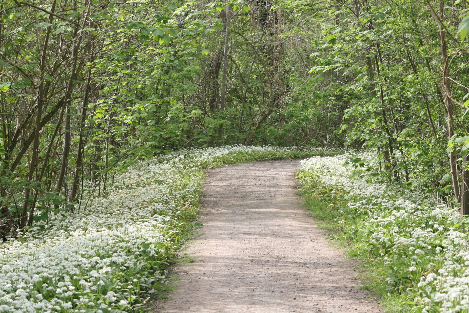 Bärlauch wächst im Wald.