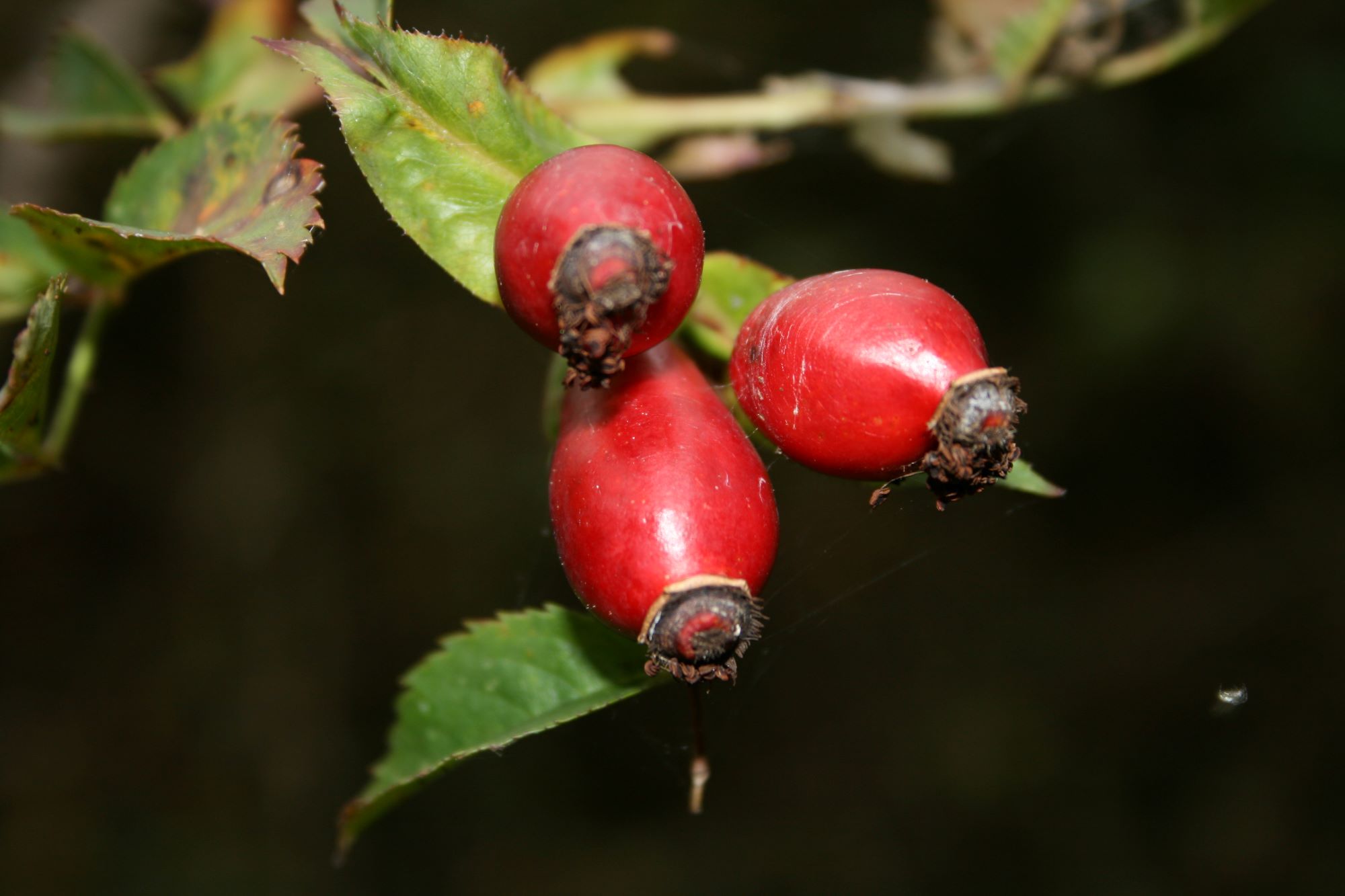 Hagebutten sind vitaminreiche Wildfrüchte.