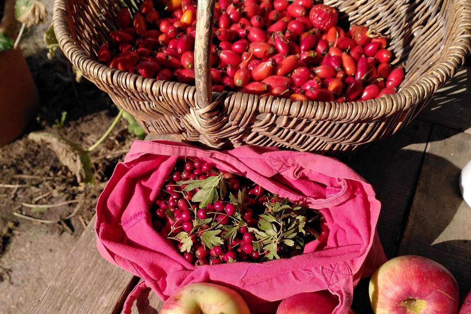 Wildfrüchte wie Weißdorn und Hagebutten sind essbar und lecker.