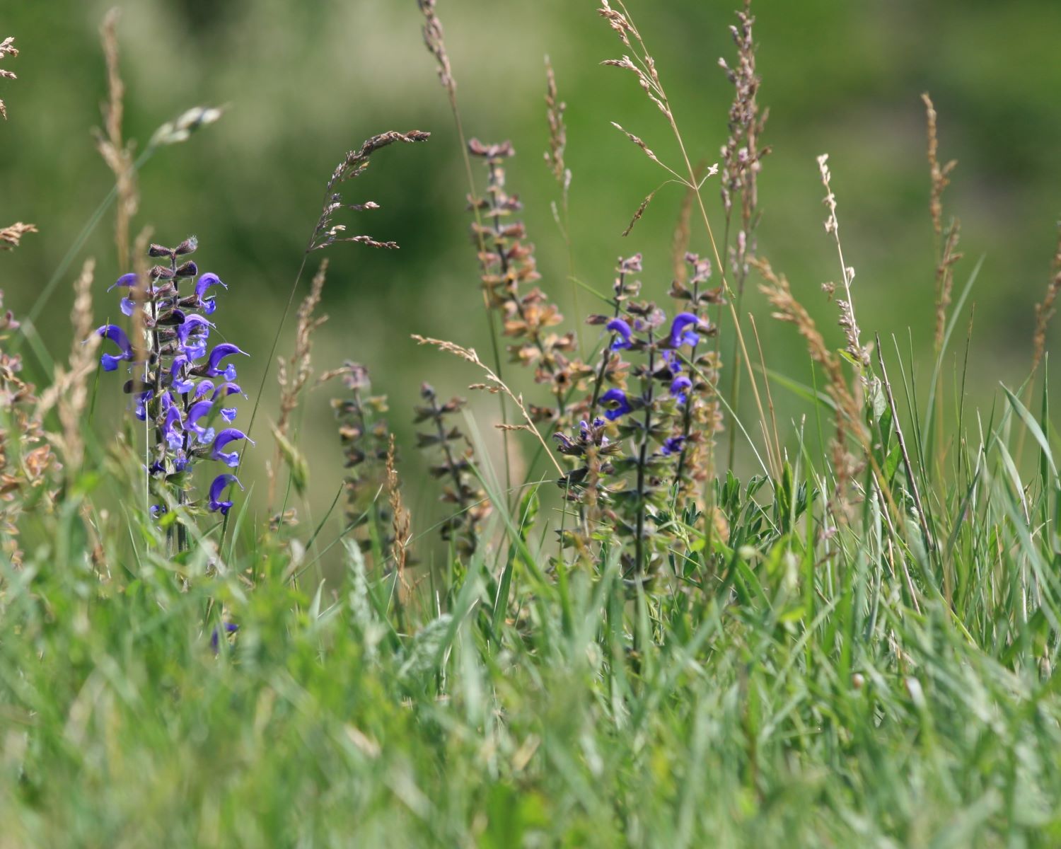 Samstag, 13. Juli 2024 Wildkräuterwanderung in Mölln