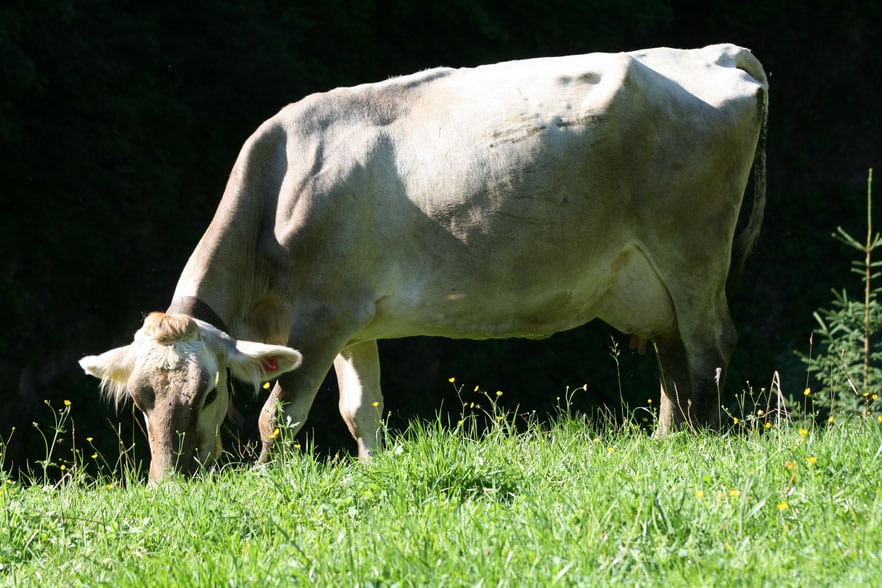 Glückliche Kuh auf der Weide